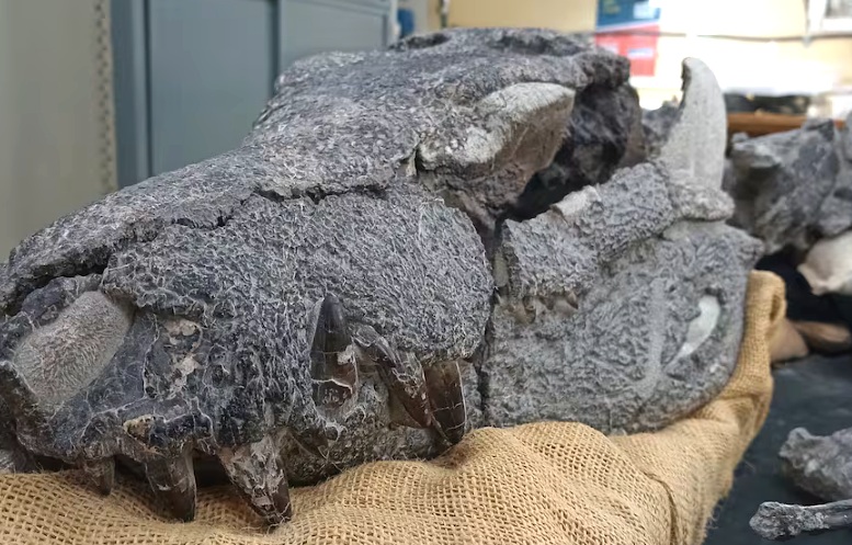 Descubren en la Patagonia un cocodrilo carnívoro de 70 millones de años