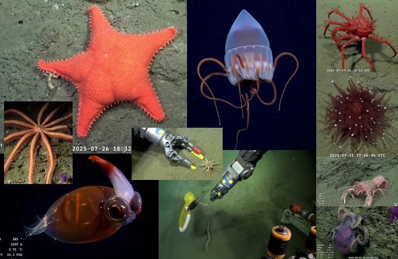 El CONICET explorará cañones submarinos frente a las costas de Chubut y Río Negro