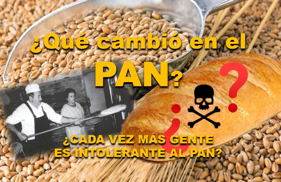 El trigo moderno y la salud: ¿Qué cambió en un siglo?