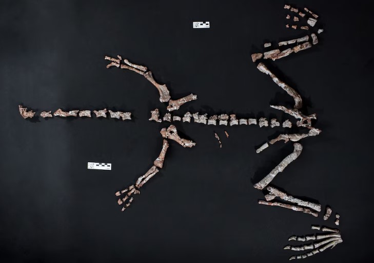 Descubren en La Rioja uno de los dinosaurios más antiguos del mundo: “Huayracursor jaguensis”