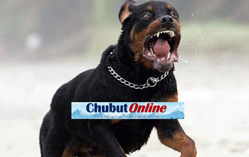 Ataque de rottweiler en Córdoba: ¿dueños irresponsables o razas peligrosas?