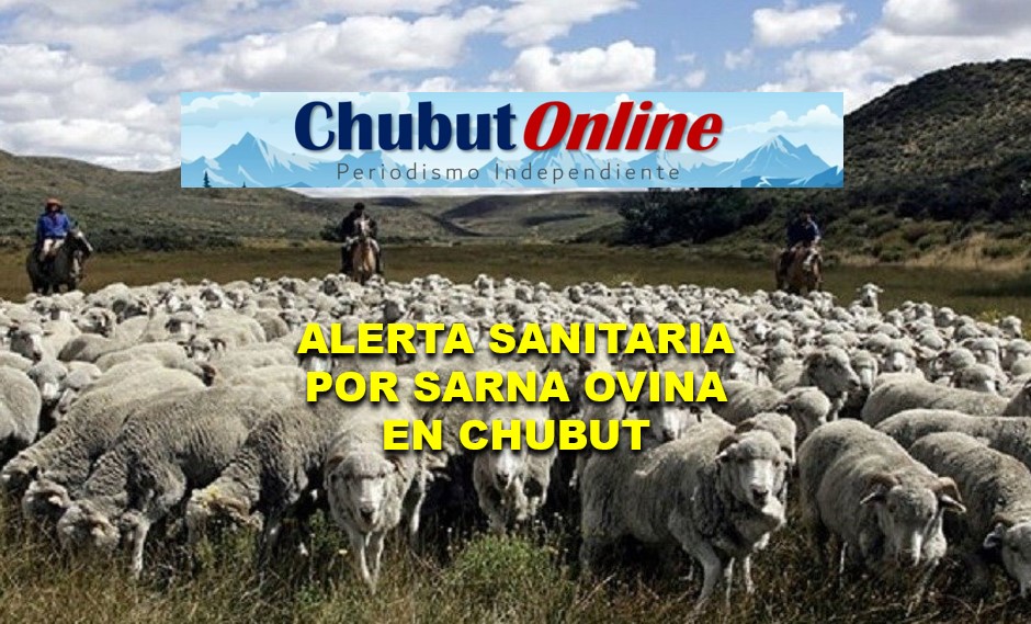 Alerta sanitaria en Chubut por sarna ovina complica al campo.
