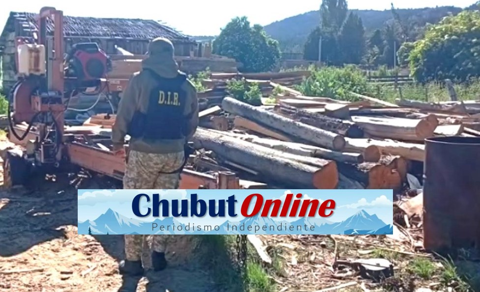 Policía desmantela red de tala ilegal en la Comarca Andina