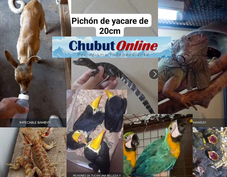 Tráfico de fauna exótica: Lo detuvieron por vender especies en peligro. Las ofrecía por redes sociales.