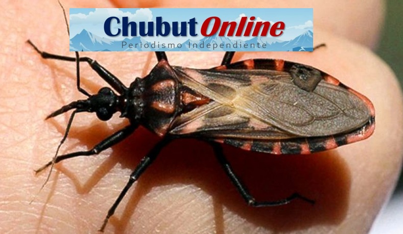 Vinchucas en Chubut: Cómo Reportarlas para Estudiarlas y Prevenir el Chagas