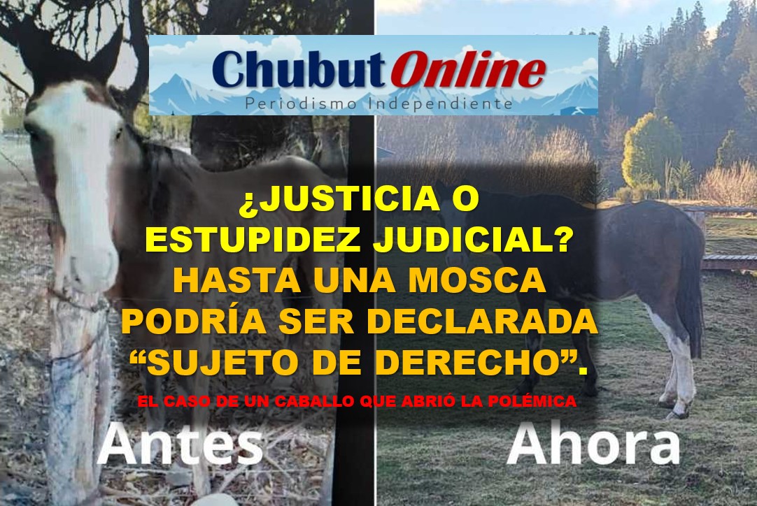 Justicia de Chubut: ¿Un caballo es sujeto de derecho o un exceso judicial? ¿Justicia o estupidez?