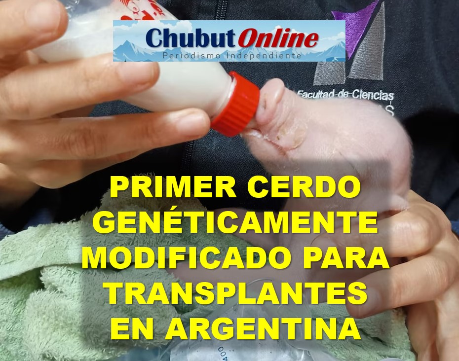 Nació el primer cerdo genéticamente modificado para trasplantes en Argentina.