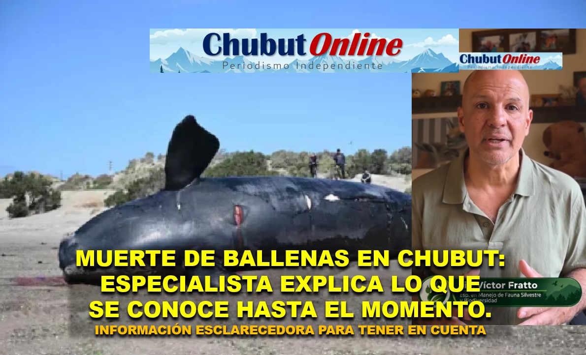 Mortandad de ballenas en Chubut: un especialista analizó el cuadro de situación.